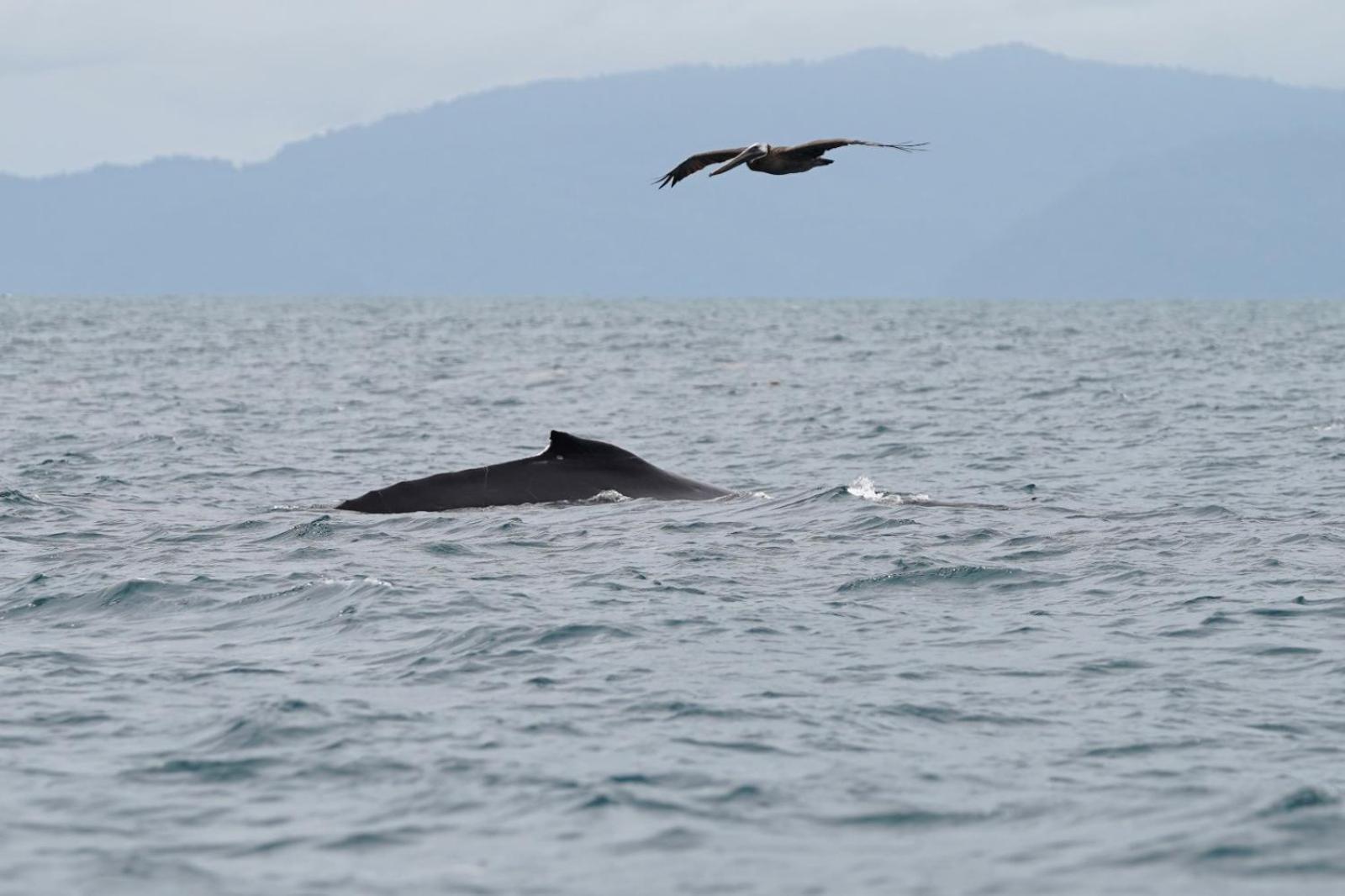 Willa Dolphin Quest Costa Rica Piedras Blancas Zewnętrze zdjęcie