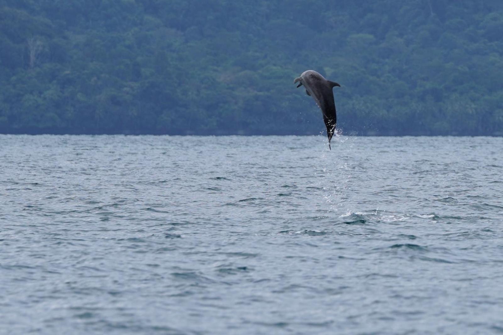 Willa Dolphin Quest Costa Rica Piedras Blancas Zewnętrze zdjęcie